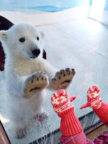 Baby polar bear
