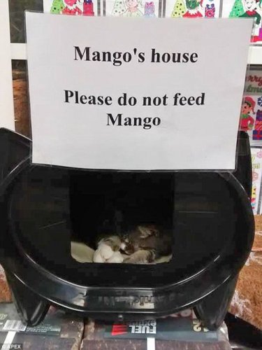 Mango's residence