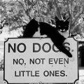 No dogs