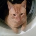 Wash machine