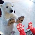 Baby polar bear