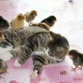 cat and chicks