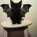 cat costume